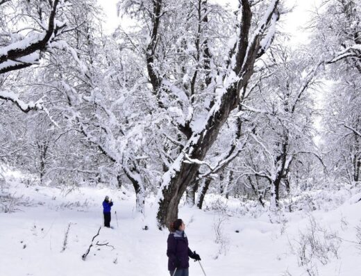 C4 Parque de Nieve