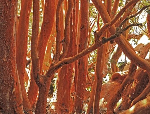 CAU CAU – Isla Victoria y Bosque de Arrayanes