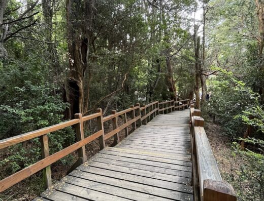 CAU CAU – Isla Victoria y Bosque de Arrayanes
