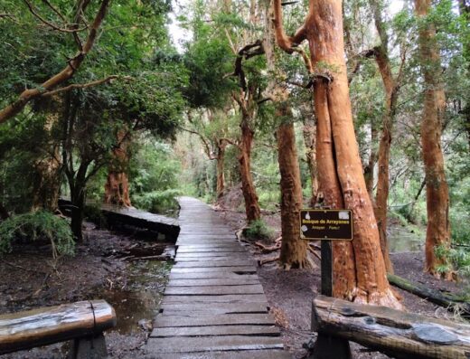 Sendero de los Arrayanes