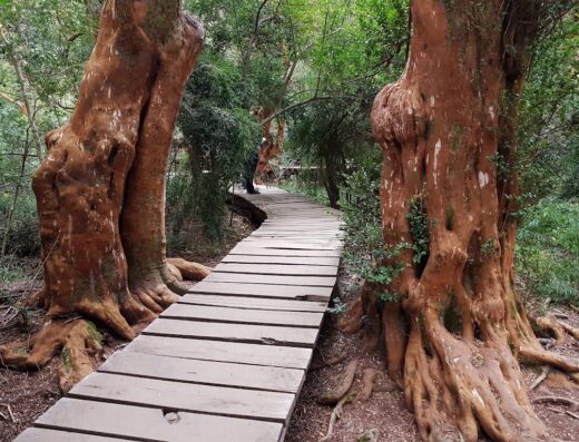 Sendero de los Arrayanes