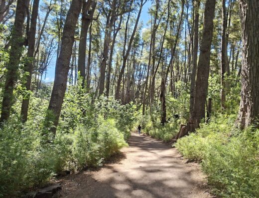 Sendero de los Arrayanes