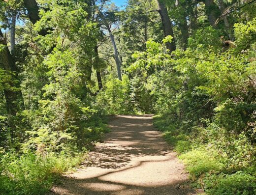 Sendero a Bosque de Arrayanes