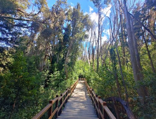 Sendero a Bosque de Arrayanes