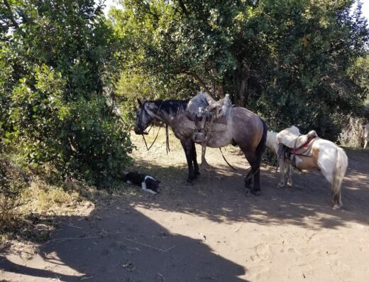 Establecimiento Gumercindo (Cabalgatas)