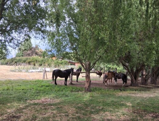 Cabalgata Los Amigos