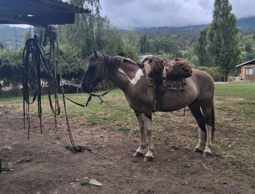 Cabalgata Los Amigos
