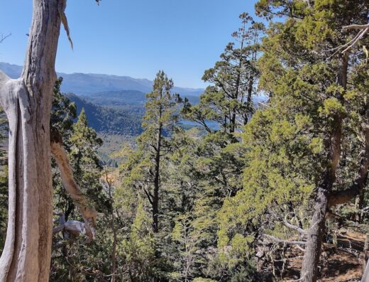 Canopy Bariloche