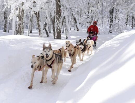 Bosque De Los Huskies