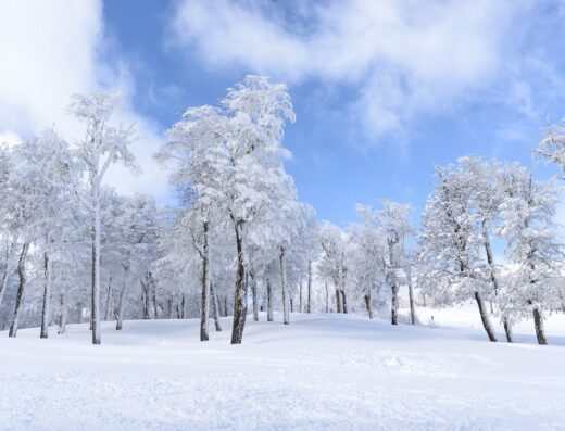 Bosque De Los Huskies