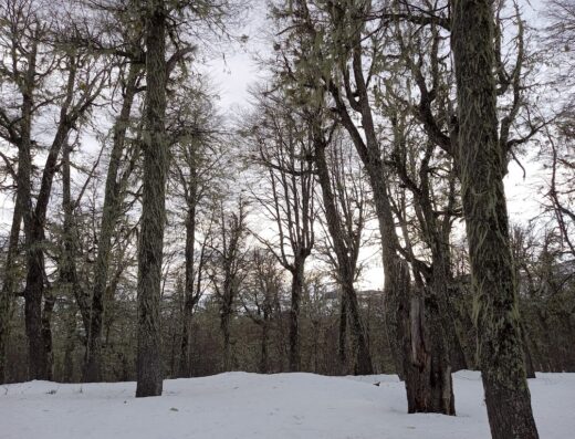 Bosque De Los Huskies