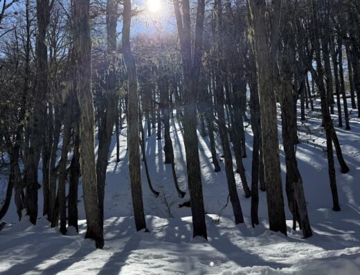 Bosque De Los Huskies
